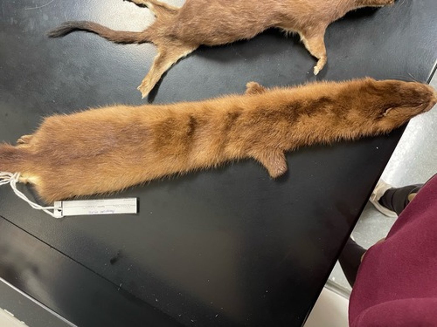 <p>Family: Mustelidae</p><p>Genus & Species: Neovison vison</p>