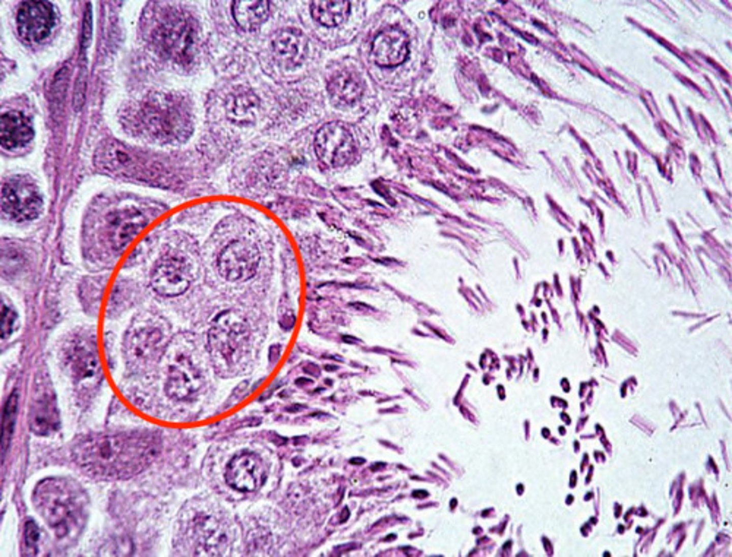 <p>what are these?</p>