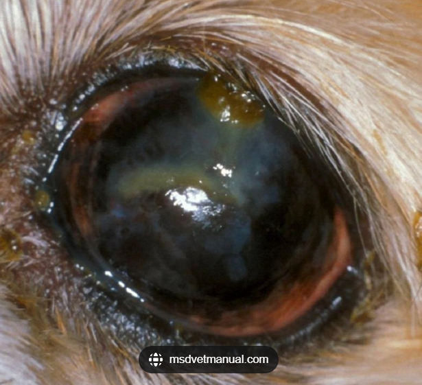 <p>Corneal vascularisation, fibrosis, pigmentation, and reduced vision.</p><p></p>