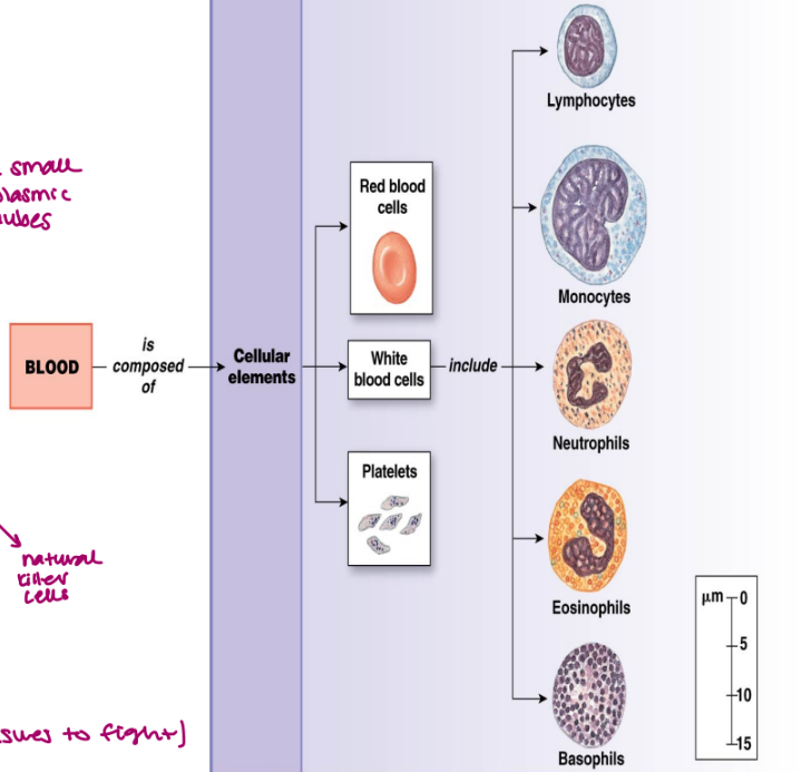 <ul><li><p>important immune system components</p></li><li><p>escape from blood into tissues</p></li><li><p>granulocytes and agranulocytes (very small cytoplasmic granules)</p></li><li><p>not always well balanced</p></li><li><p>long lived</p></li><li><p>infection fighting - police department</p></li><li><p>WBC</p><ul><li><p>granulocytes (mast cells)</p><ul><li><p>basophils</p></li><li><p>eosinophils</p></li><li><p>neutrophils</p></li></ul></li><li><p>agranulocytes</p><ul><li><p>monocytes (macrophages)</p></li><li><p>lymphocytes</p><ul><li><p>t cells</p></li><li><p>b cells</p></li><li><p>natural killer cells</p></li></ul></li></ul></li></ul></li><li><p>originate in blood but can transport anywhere</p></li></ul><p></p>