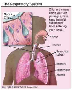 <p>– These cells secrete mucous.  </p><p>The mucous traps the foreign particles. </p><p>Continual sweeping of the cilia propels these particles back to the nose and throat where they can be expelled.</p><p>Main type of ciliated cell = goblet cell</p><p></p>
