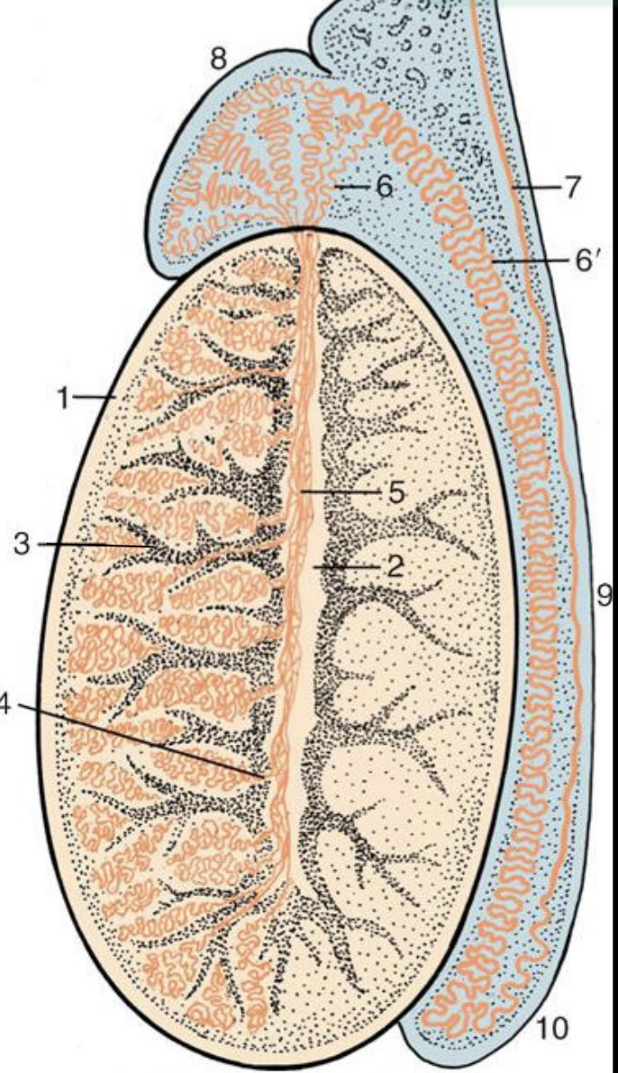 <p><span style="color: rgb(0, 0, 0);"><strong><u><span>Tunica vaginalis:</span></u></strong><span> </span></span><span style="color: rgb(0, 165, 255);"><strong><span>Serosal peritoneal</span></strong></span><span style="color: rgb(0, 0, 0);"><strong><span> </span></strong><span>layer of </span></span><span style="color: rgb(0, 165, 255);"><strong><span>scrotum</span></strong></span></p><p><span style="color: rgb(0, 0, 0);"><strong><u><span>Tunica albungiea:</span></u><span> </span></strong></span><span style="color: rgb(0, 165, 255);"><strong><span>Dense, irregular collagenous</span></strong></span><span style="color: rgb(0, 0, 0);"><strong><span> </span></strong><span>CT (1)</span></span></p><p><span style="color: rgb(0, 0, 0);"><strong><u><span>Septila testis:</span></u></strong></span><span style="color: rgb(0, 165, 255);"><strong><span> Internally radiated tunica albunginea</span></strong></span><span style="color: rgb(0, 0, 0);"><strong><span> </span></strong><span>to form </span></span><span style="color: rgb(0, 165, 255);"><strong><span>lobuli testis</span></strong></span><span style="color: rgb(0, 0, 0);"><strong><span> </span></strong></span><span style="color: rgb(0, 0, 0);"><span>(3)</span></span></p><p><span style="color: rgb(0, 0, 0);"><strong><u><span>Mediastinum testis:</span></u><span> </span></strong></span><span style="color: rgb(0, 165, 255);"><strong><span>Central</span></strong></span><span style="color: rgb(0, 0, 0);"><strong><span> </span></strong><span>emerging of </span></span><span style="color: rgb(0, 165, 255);"><strong><span>tunica albuginea</span></strong></span><span style="color: rgb(0, 0, 0);"><strong><span> </span></strong><span>to form</span></span><span style="color: rgb(0, 165, 255);"><span> </span><strong><span>tiny cavity</span></strong></span><span style="color: rgb(0, 0, 0);"><strong><span> </span></strong><span>(2)</span></span></p>