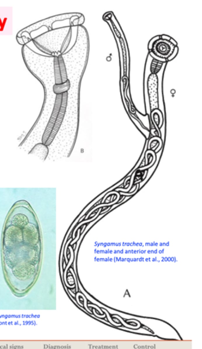 <p>Location: tracheaHosts: turkey, fowl, pheasants etc</p><p>Adult worms</p><p>Female worm and male always coupled =&gt; couple has the shape of letter ‘Y’;</p><p>Red colour (when fresh); feed on blood (Buccal capsule is cup shaped, no leaf- crowns)</p><p>Eggs</p><p>ellipsoidal shape; </p><p>• An operculum at each pole;</p><p>• Relatively thick shell;•</p><p>Morula stage;</p>