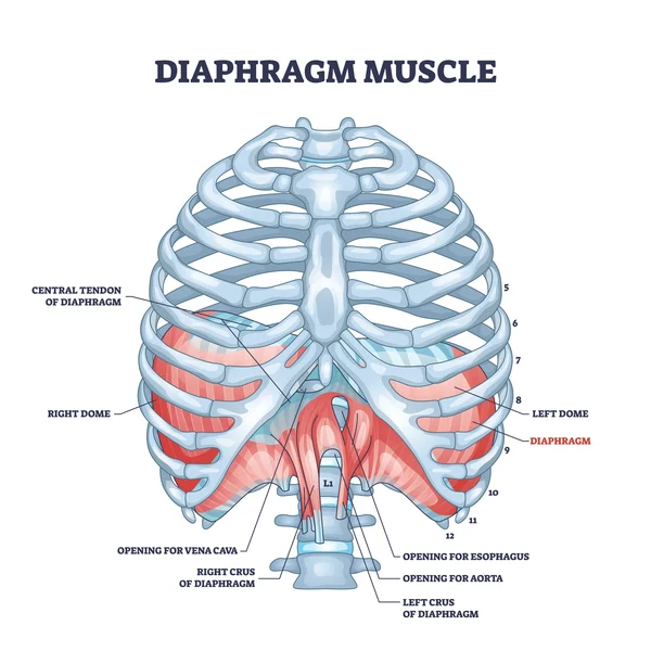 <p>a dome shaped, muscular partition that separates th thoracic cavity from the abdominal cavity</p>