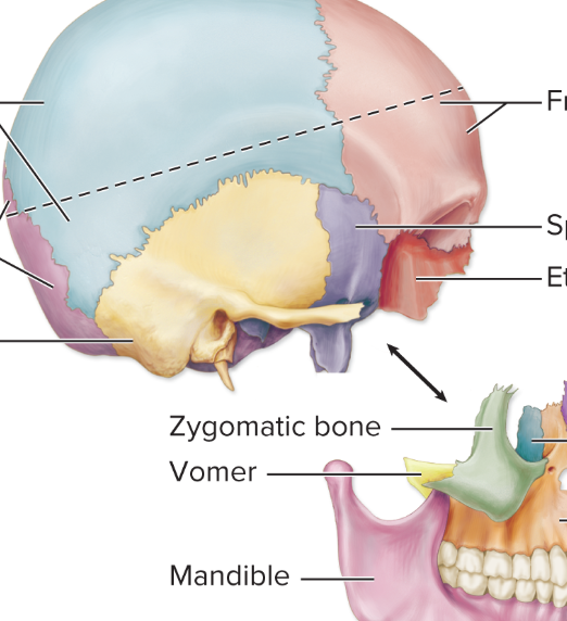 <p>Name the temporal bone</p>