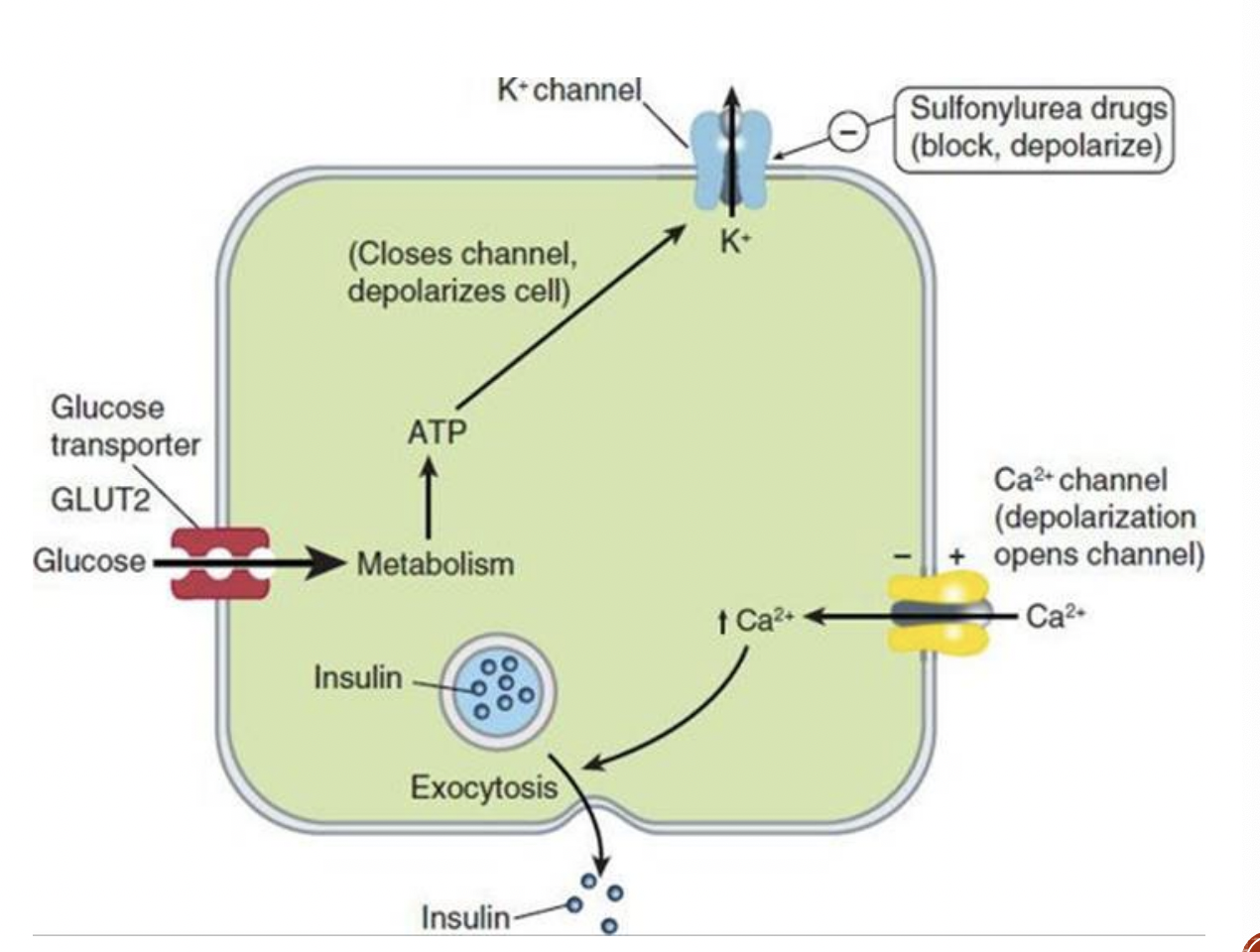 <p><u>MOA:</u></p><ul><li><p>These agents are oral insulin secretagogues ; they cause<strong> insulin <mark data-color="blue">release from pancreatic beta cells</mark></strong></p></li><li><p>They<strong><u> bind to the SUR1 </u></strong>(sulfonylurea receptor), and <strong><u><mark data-color="blue">block ATP- sensitive K+ channels resulting in depolarization</mark></u></strong>. The voltage gated Ca2+ channels open, resulting in Ca2+ influx and triggering the insulin release</p></li><li><p>Long term use also reduces serum glucagon, which may contribute to hypoglycemic effects</p></li></ul>