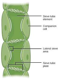 <p>What do companion cells in phloem do?</p>