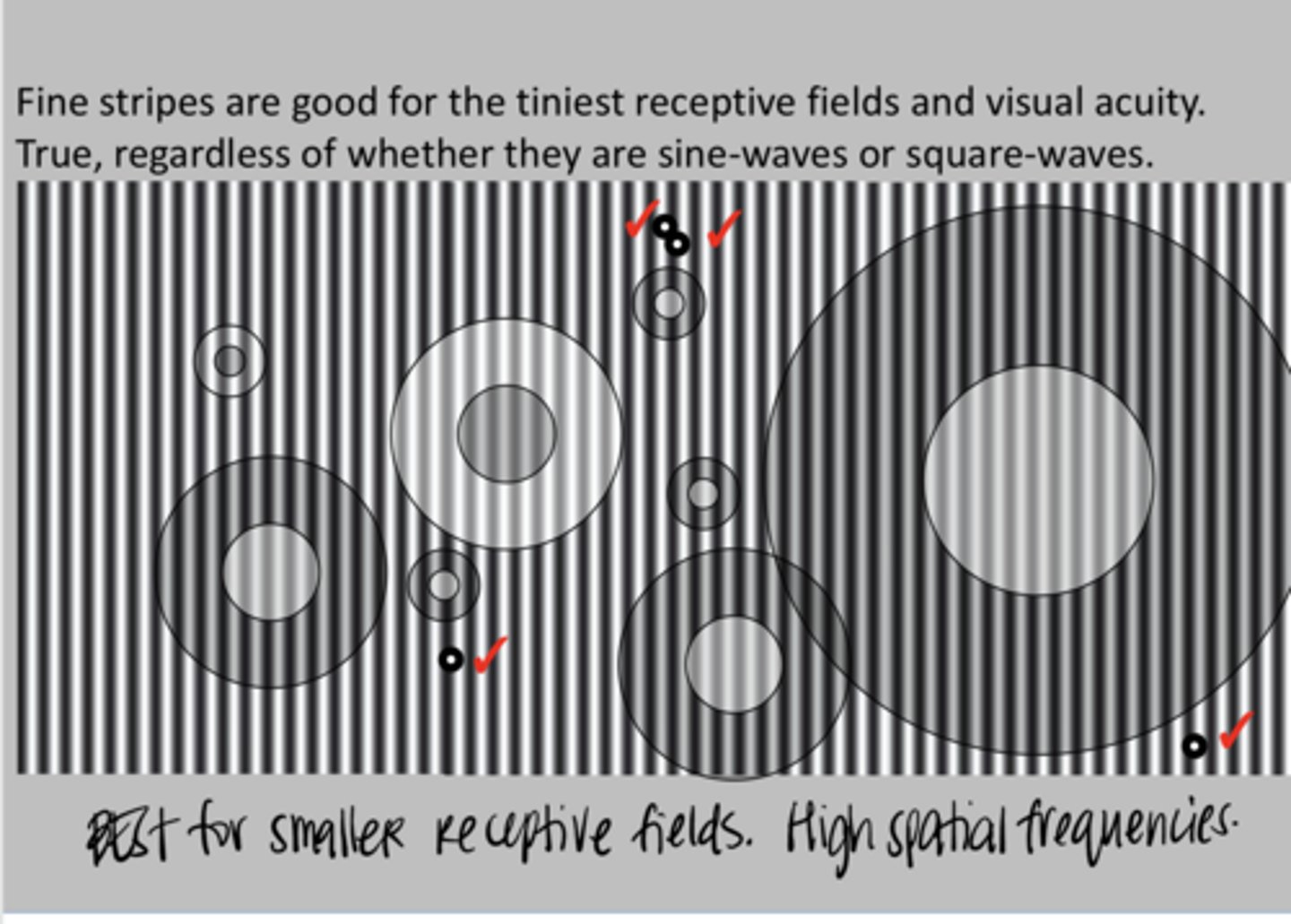 <p>Fine stripes are good for _____ receptive fields and visual acuity</p>