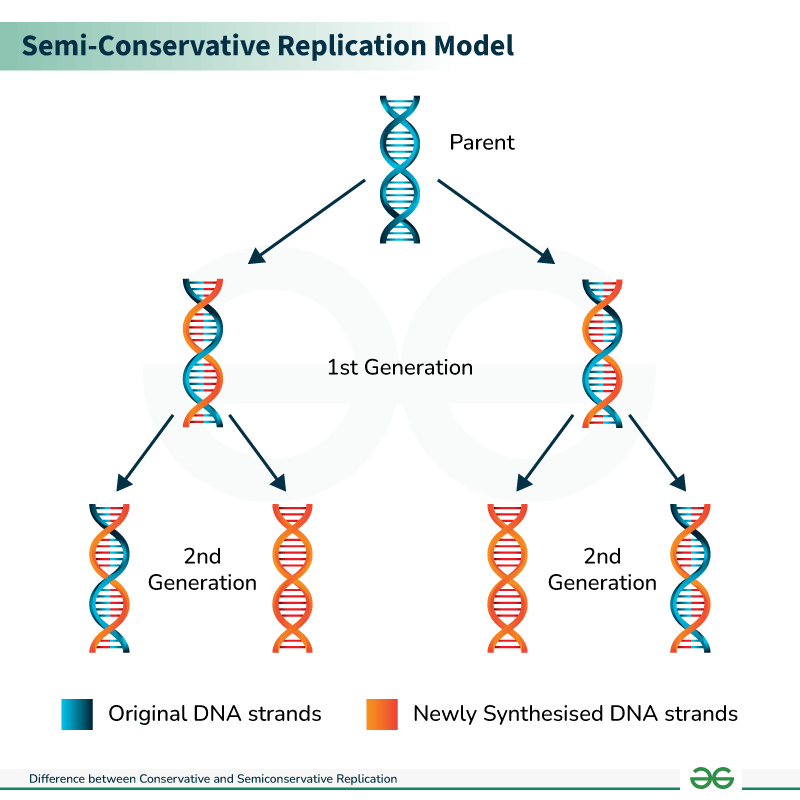 <ul><li><p>each DNA copy contains one old strand and one new strand</p></li><li><p>pre-existing strands act as templates for newly synthesised strands</p></li><li><p>template strand (conserved) + newly synthesised stand (x consereved)</p></li><li><p>each nitrogenous base only pairs with one complementary partner which allows in a high degree of accuracy</p><ul><li><p>A-T: 2 hydrogen bonds</p></li><li><p>C-G: 3 hydrogen bonds</p></li></ul></li></ul><p></p>
