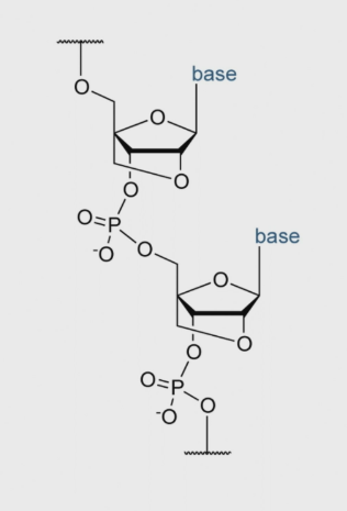 <p>Oxygen linked from the 2’ to the 4’ position</p><p>it is a synthetic nucleic acid - not DNA or RNA</p><p>Reduces attack from exonucelases and immune system. </p><p>Binds to target mRNAs more potently</p>