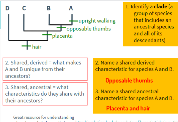 <p>Each branching event of circle represents a common ancestor</p>