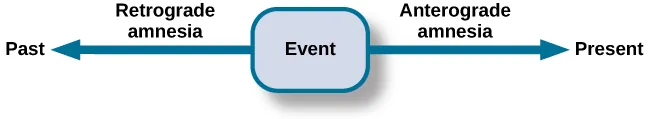 <ul><li><p><span>Loss of memory for events that occurred prior to the trauma</span></p></li><li><p><span>Cannot remember some or even all of their past</span></p></li><li><p><span>Difficulty remembering episodic memories</span></p></li></ul><p></p>