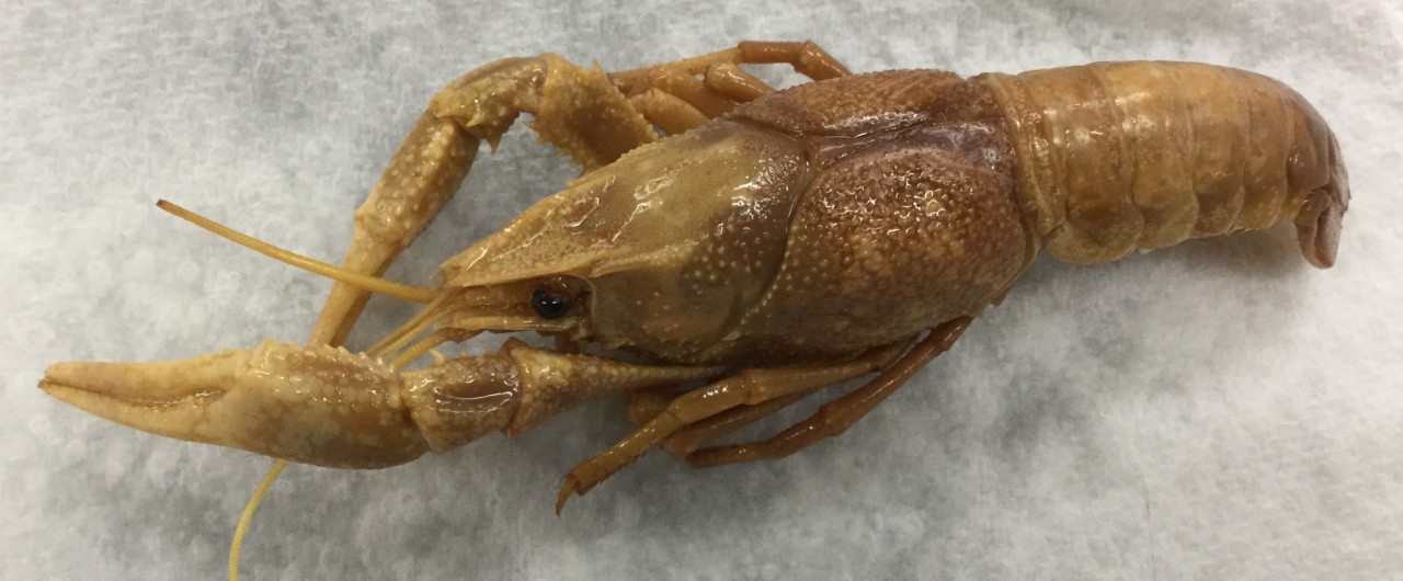 Identify Phylum, subphylum, class, and species