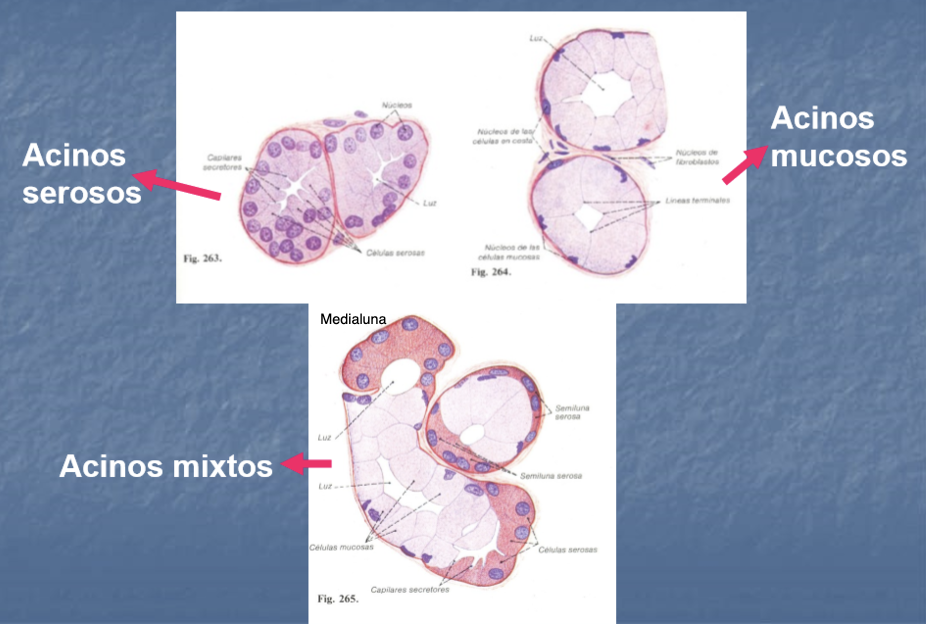 <p>Dominio acinar</p>