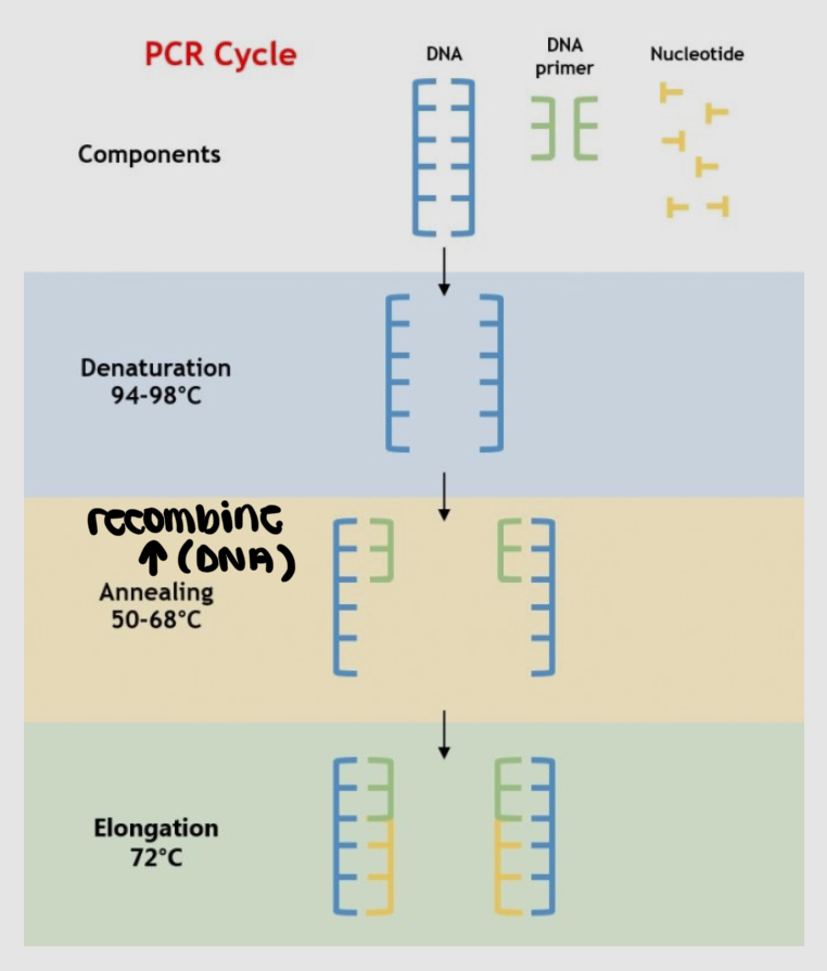 <p>it's a method to rapidly make many copies of a specific DNA sample </p>