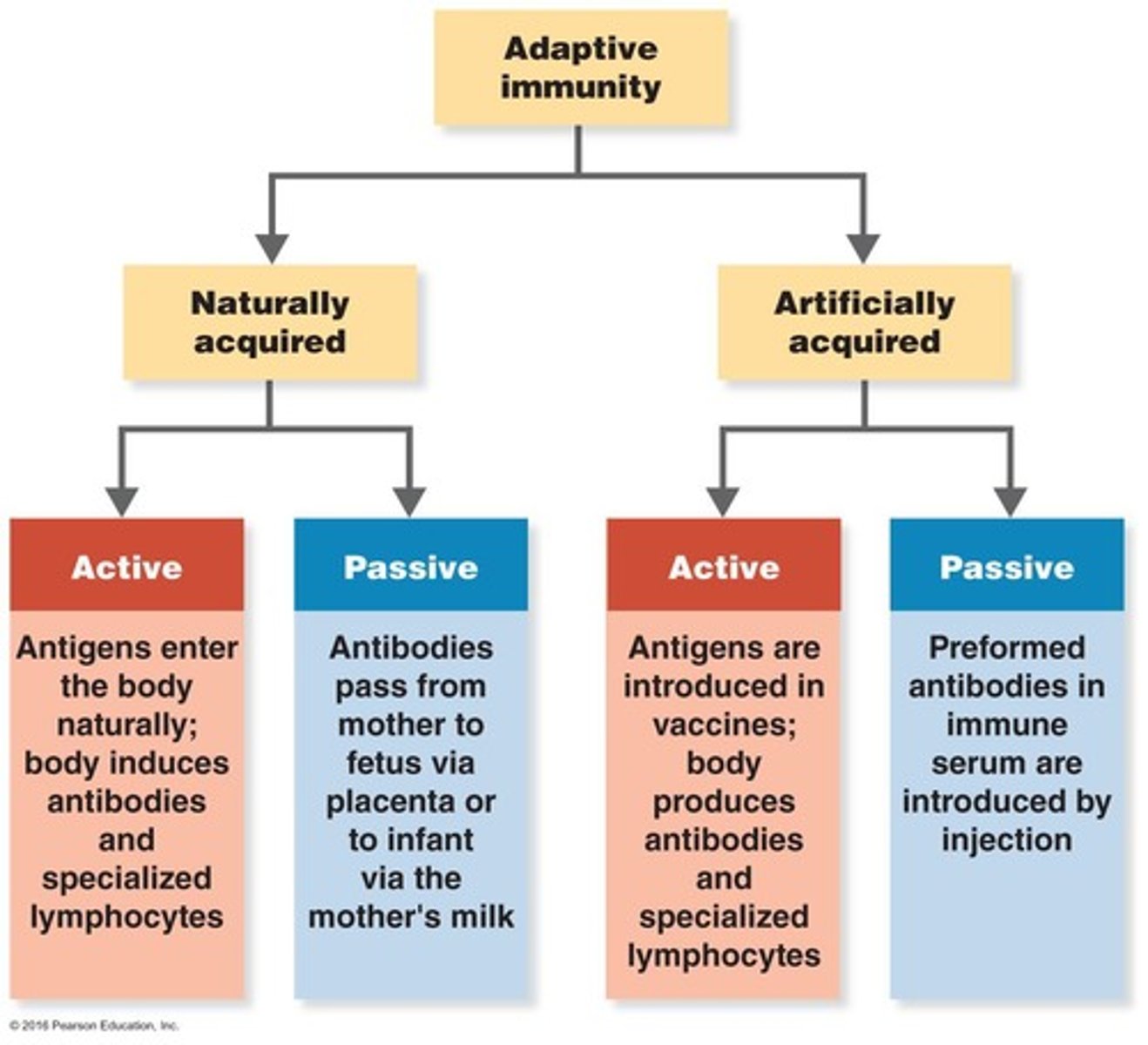 <p>antibodies made due to direct exposure to an antigen</p>