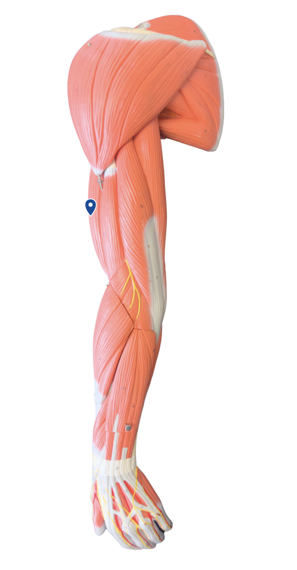 <p>What is the action of the biceps brachii?</p>