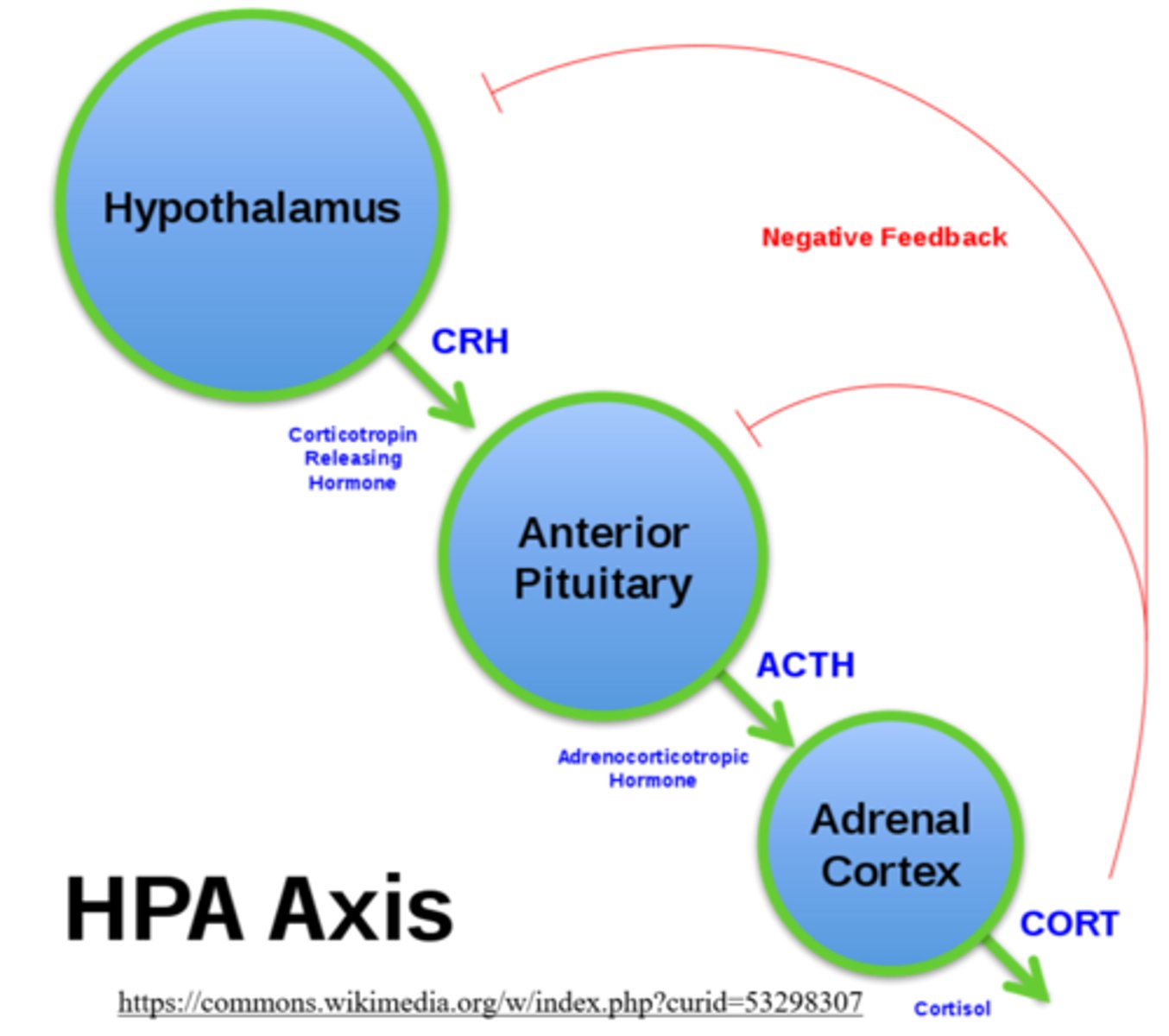 <p>tells the anterior pituitary to release ACTH</p>