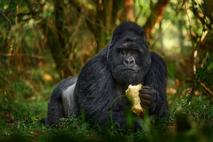 <p>Hominids are omnivores; they consume both plant and animal based foods, but some species lean more towards one than the other;<br><br>Chimpanzees = Primarily consume fruit and some meat (they are Frugivorous)</p><p>Gorillas = Primarily consume leaves, shoots, and insects occasionally (are herbivores!!)</p>