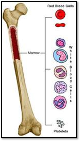 What is Bone Marrow?