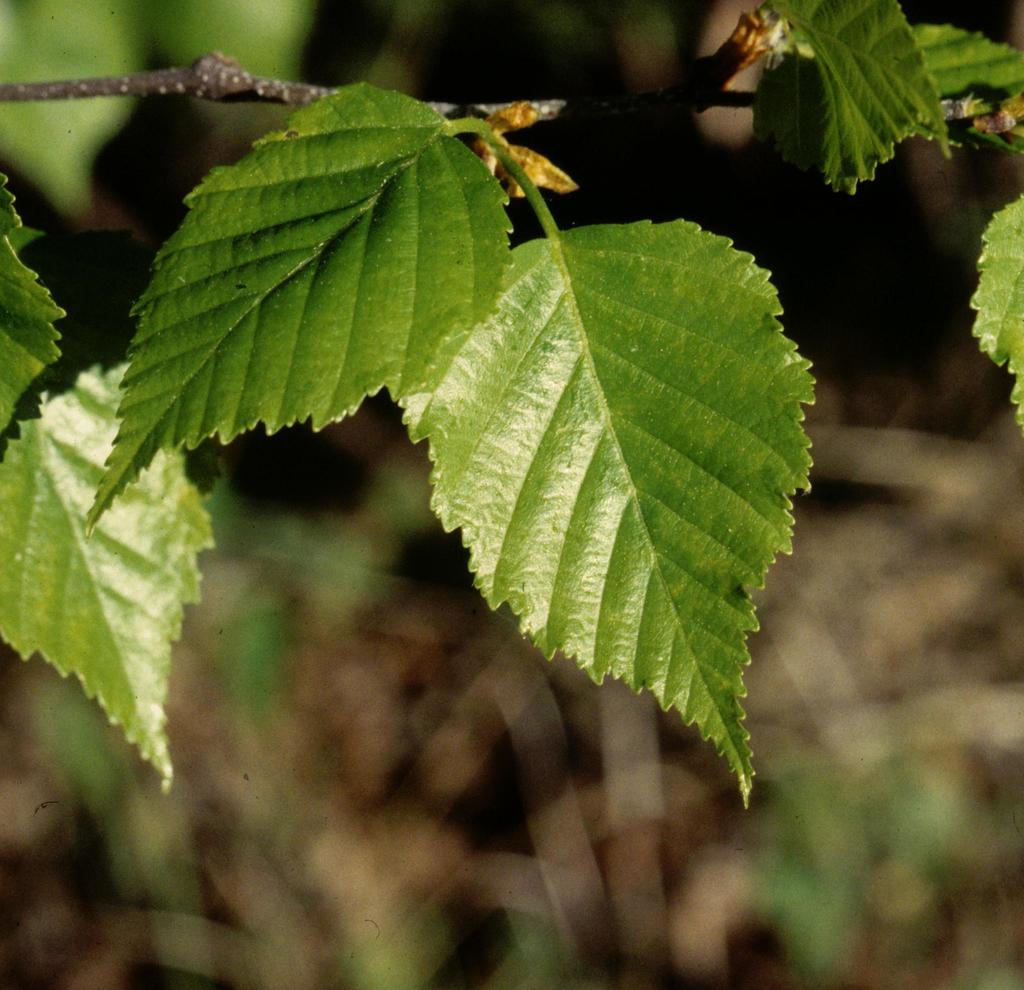 <p>Name this tree (scientific + common name)</p>