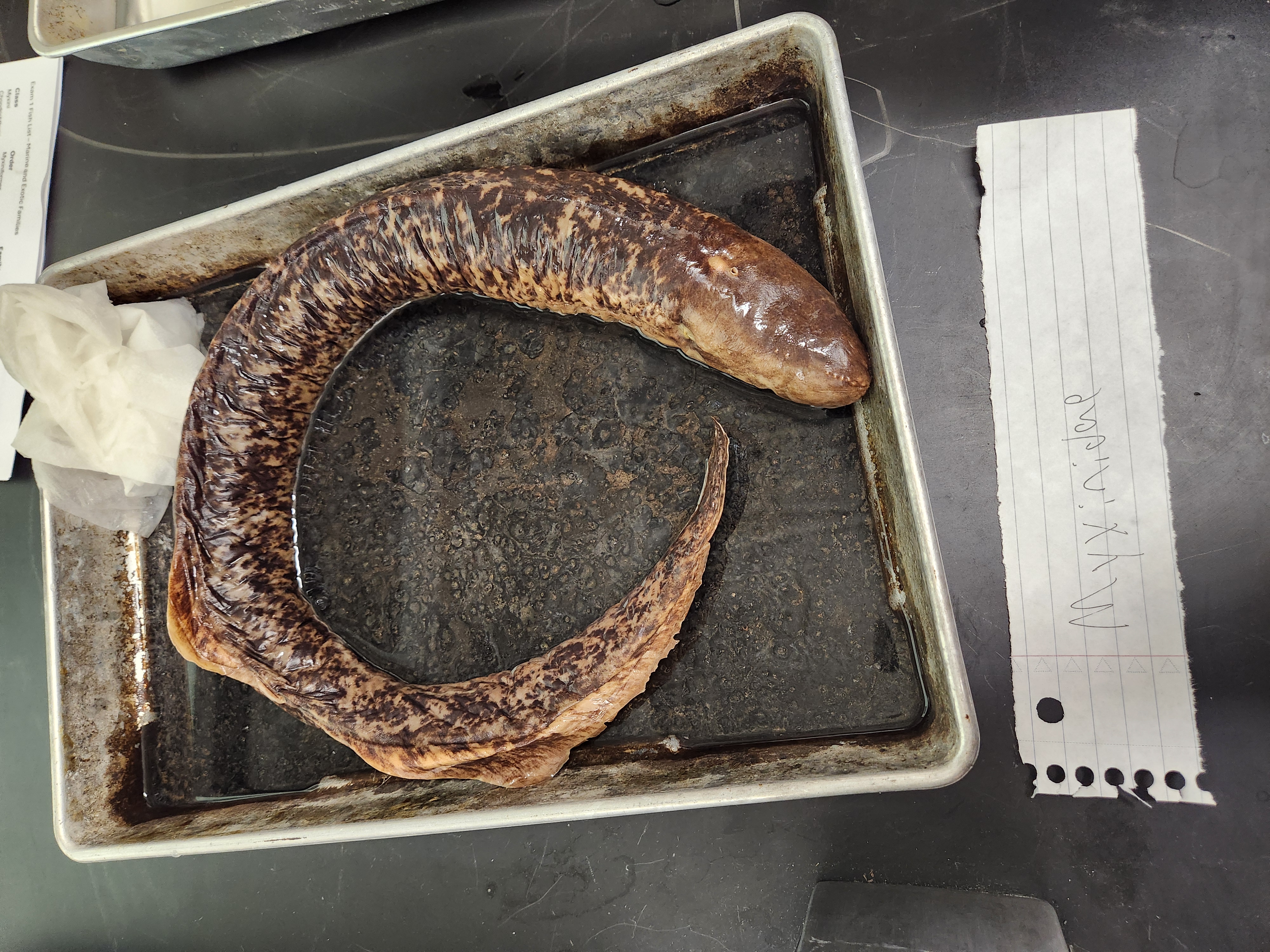 <p>hagfish</p>