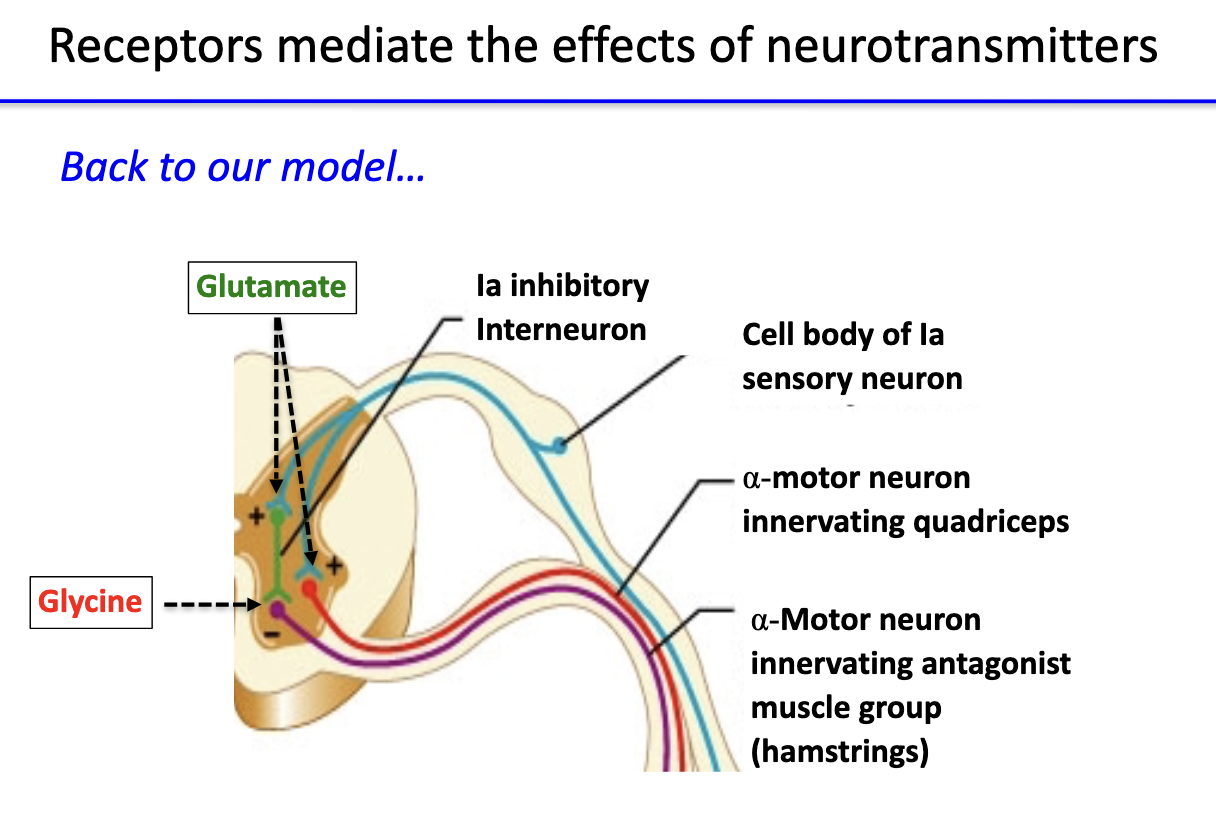 <ul><li><p><strong>Glutamate receptors:</strong> on <strong>α-motor neurons</strong> to <strong>quadriceps</strong> → excitatory depolarization.</p></li><li><p><strong>Glycine receptors:</strong> on <strong>α-motor neurons</strong> to <strong>hamstrings</strong> → inhibitory hyperpolarization.</p></li><li><p>Together, they coordinate <strong>excitation and inhibition</strong> for proper reflex response.</p></li></ul><p></p>
