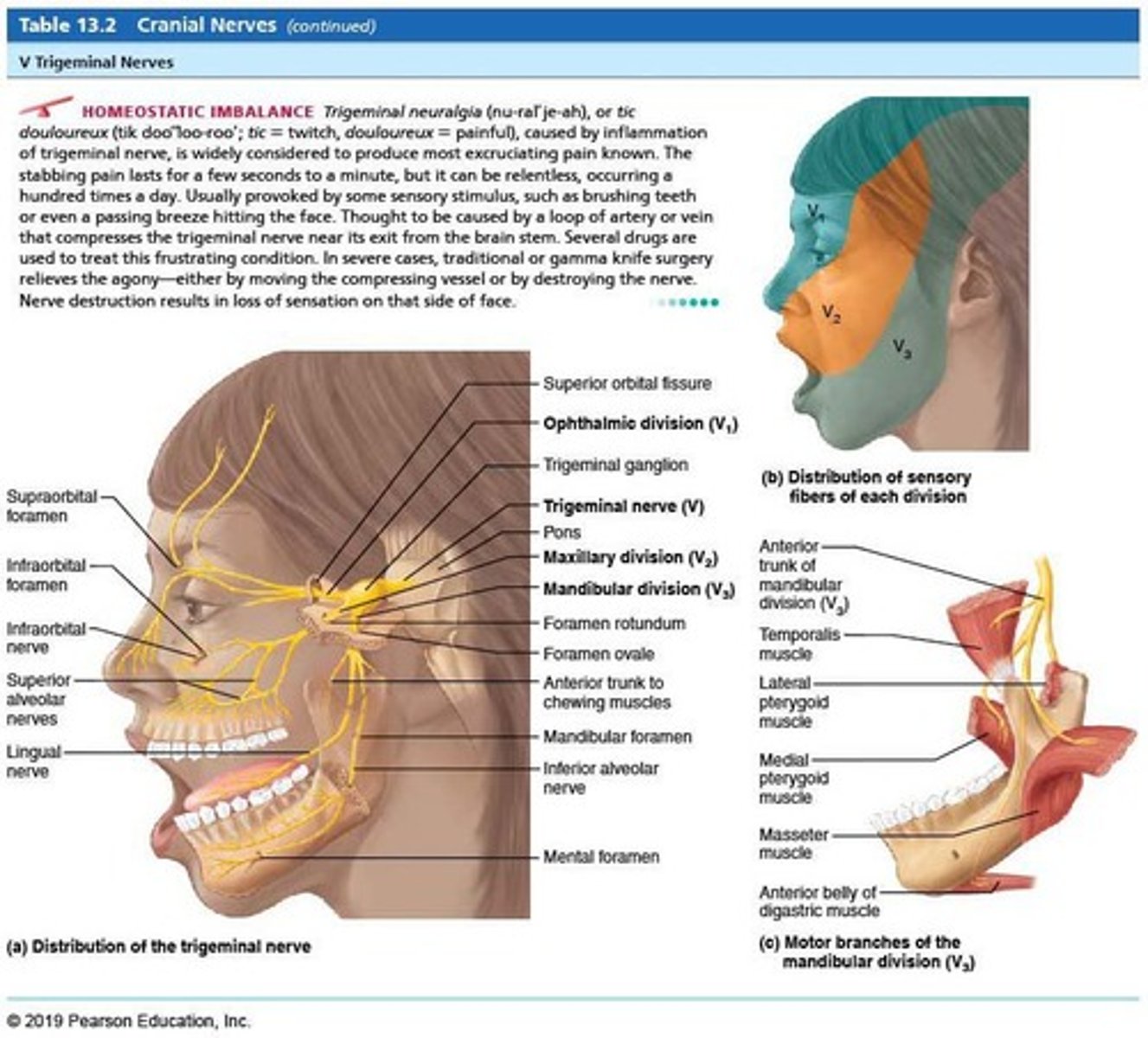<p>Trigeminal nerve.</p>