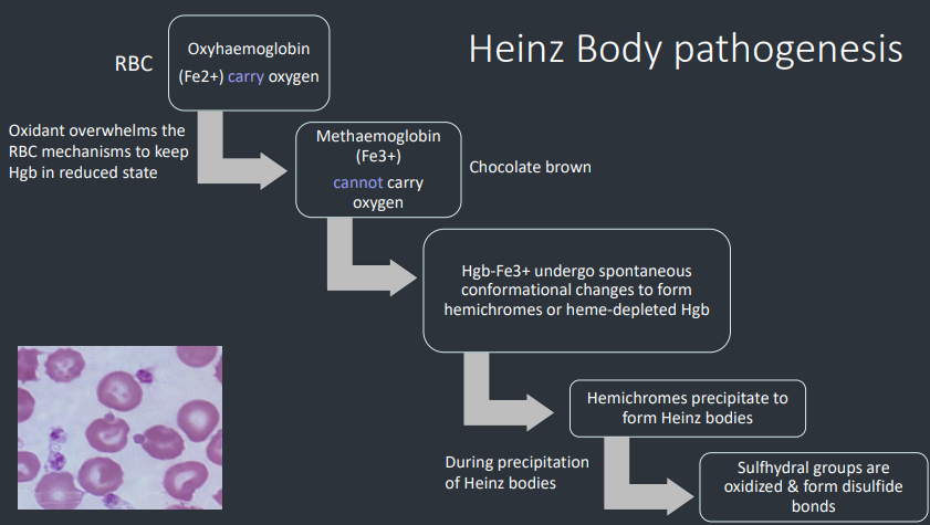 <ol><li><p>RBC has Oxyhaemoglobin (Fe2+) that carries oxygen normally → Oxidant overwhelms this mechanism → RBC has methaemoglobin (Fe3+) and can’t carry oxygen</p></li><li><p>Hgb-Fe3+ undergo spontaneous</p><p>conformational changes to form</p><p>hemichromes or heme-depleted Hgb</p></li><li><p>Hemichromes precipitate to</p><p>form Heinz bodies</p><ol><li><p>During this Sulfhydral groups are</p><p>oxidized &amp; form disulfide</p><p>bonds</p></li></ol></li></ol><p></p>
