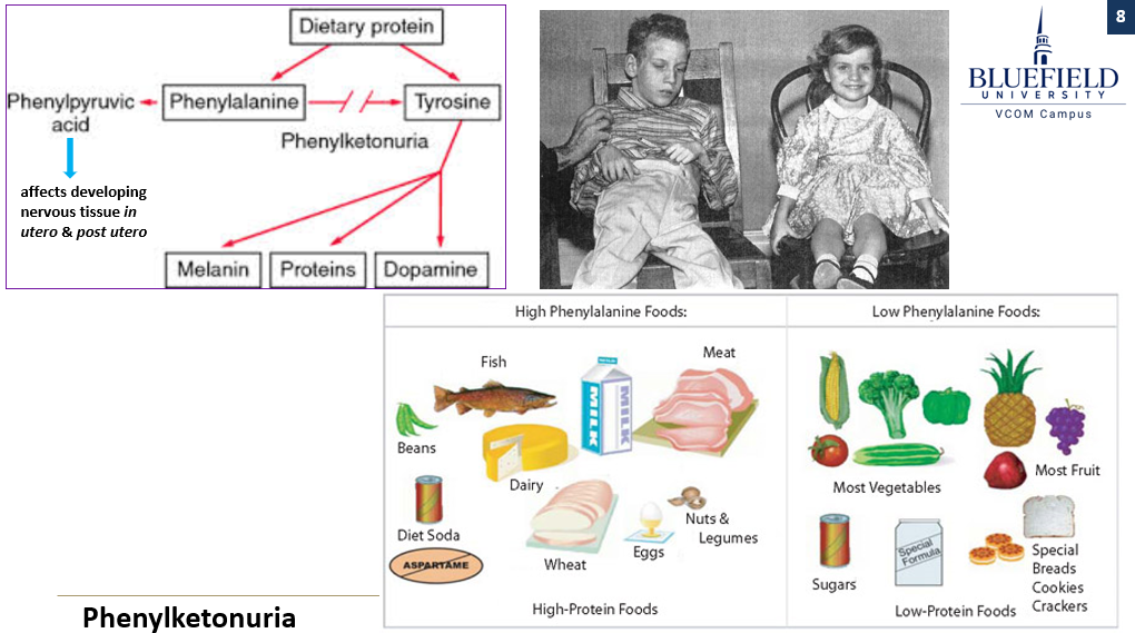 <p>High maternal <strong>phenylalanine</strong> levels are <strong>teratogenic</strong>, leading to <strong>mental retardation</strong>, <strong>microcephaly</strong>, and <strong>heart defects</strong>. Risk is reduced with a <strong>low-phenylalanine diet</strong>.</p>