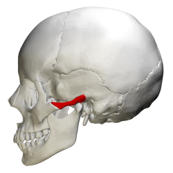 <p>zygomatic process (lateral view)</p>