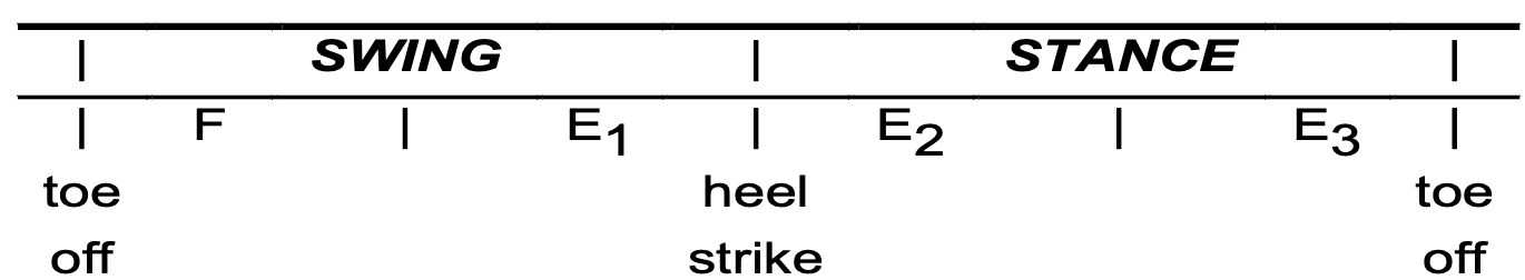 <p>How many CPGs are in the locomotion step cycle?</p>