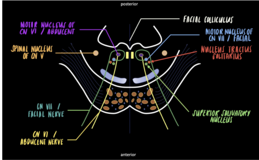 <p>NUCLEUS TRACTUS SOLITARIUS</p>