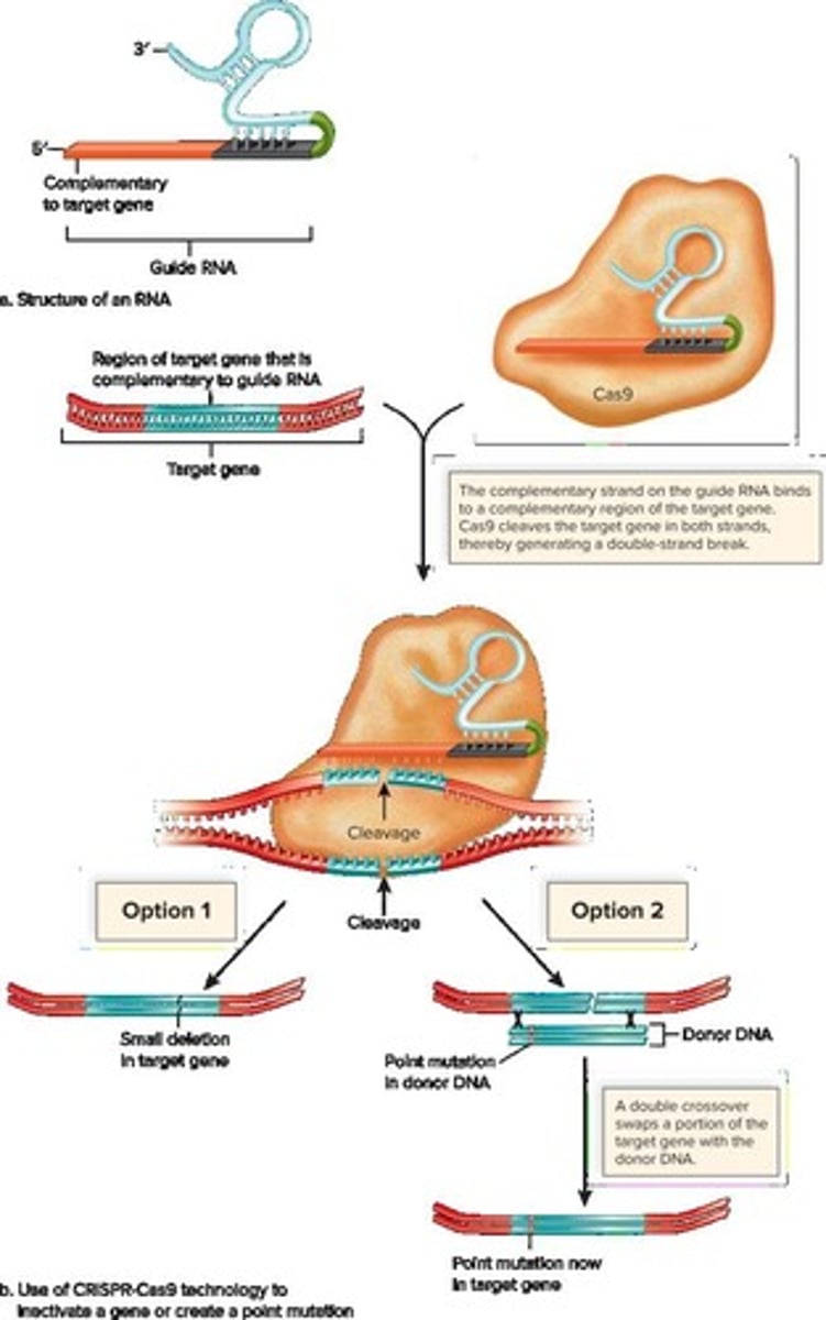 <p>CRISPR (clustered regularly interspaced short palindromic repeats) is the most widely used method for genome editing, allowing precise modifications to DNA.</p>