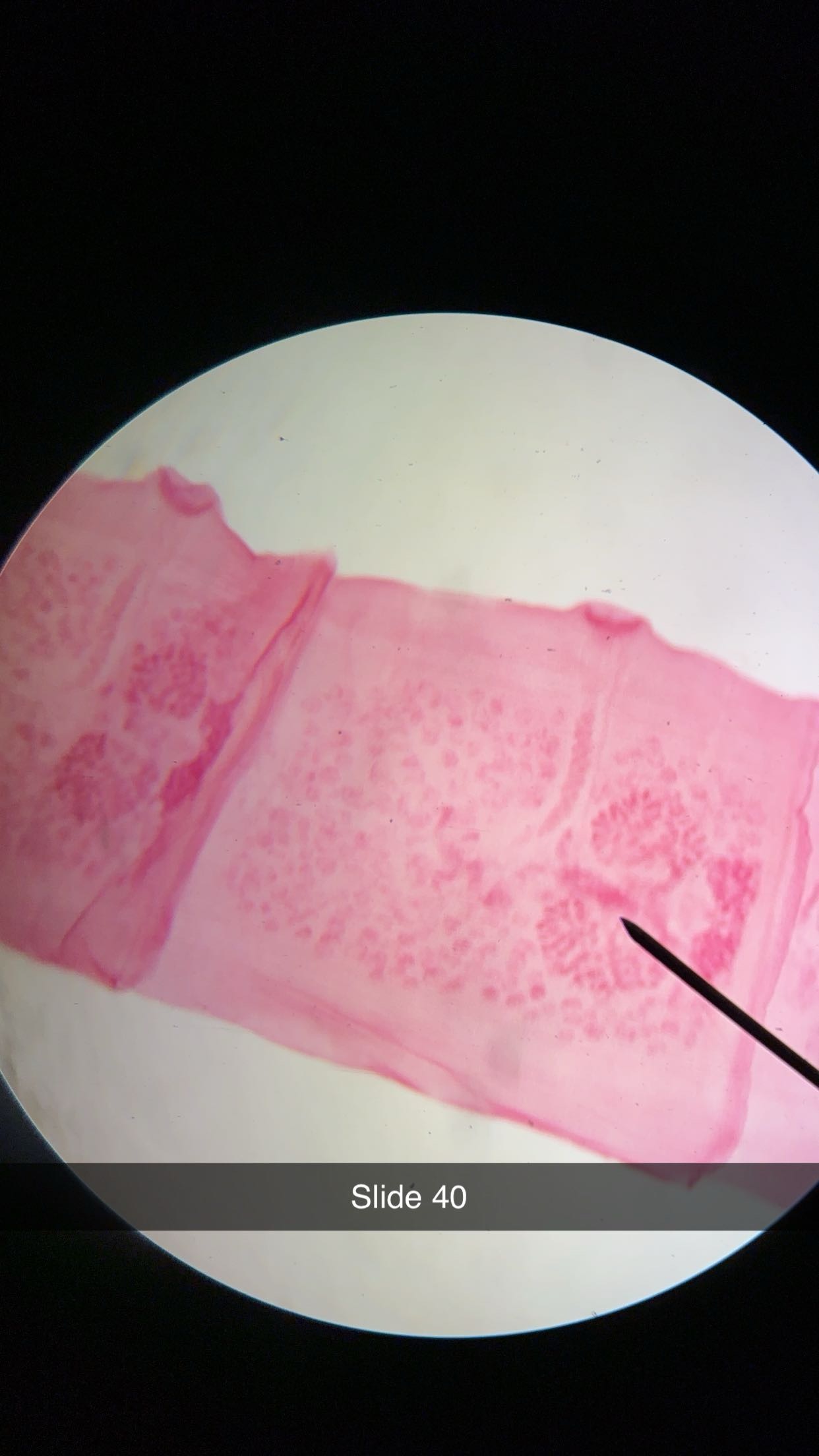 <p>genus, class, phylum, structure </p>