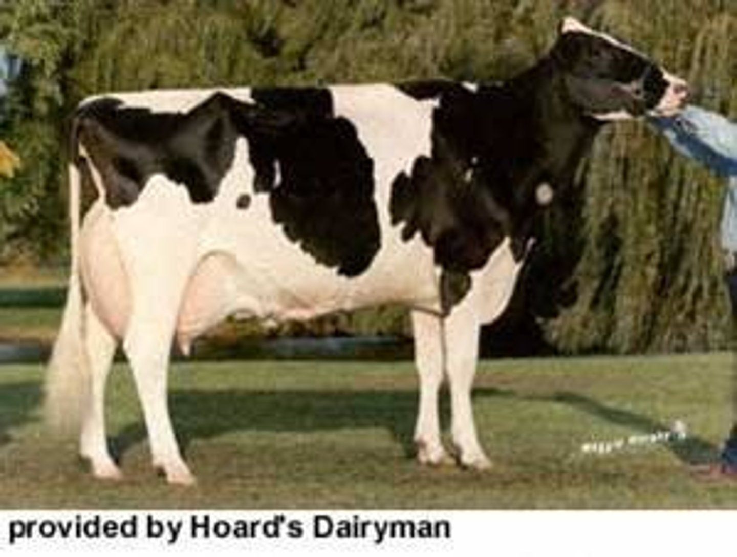 <p>Dairy Breed</p><p>Originated in the Netherlands.</p><p>Dominate breed of dairy cattle.</p><p>Black and white color pattern(red and black exist)</p><p>Average lactation 305 days of 20,121 pounds of milk.</p>