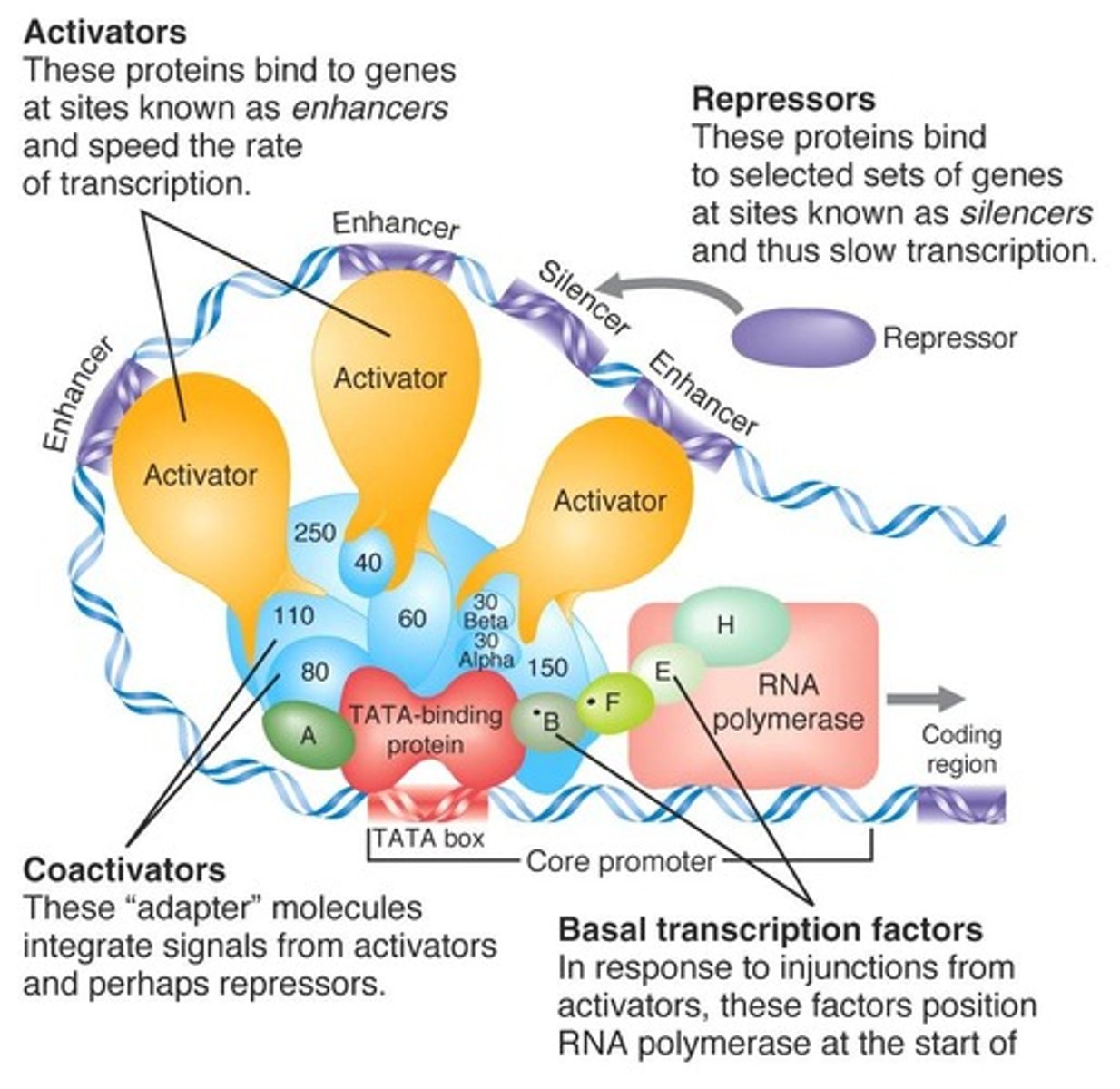 <p>(D) Eukaryotes and Archaea, Prokaryotes.</p><p>Multiple General Transcription Factors (also called Basal Transcription Factors) are needed for transcription to occur in Eukaryotes and Archaea, whereas only one General Transcription Factor, called Sigma Factor, is needed for Transcription in Prokaryotes.</p>