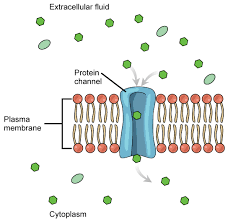 <p>A diffusion of specific particles through transport found in the <strong>membrane</strong>. </p><ul><li><p>Transports larger or charged molecules</p></li></ul><ul><li><p>Ex : Ion Channel and Carrier Protein</p></li></ul><p></p>