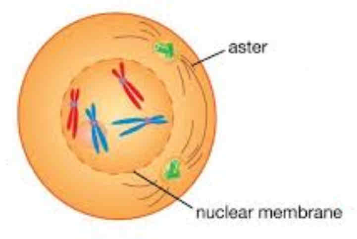 <p>Centrioles divide and move apart, also forming asters</p><p>Nuclear membrane begins to disintegrate</p>