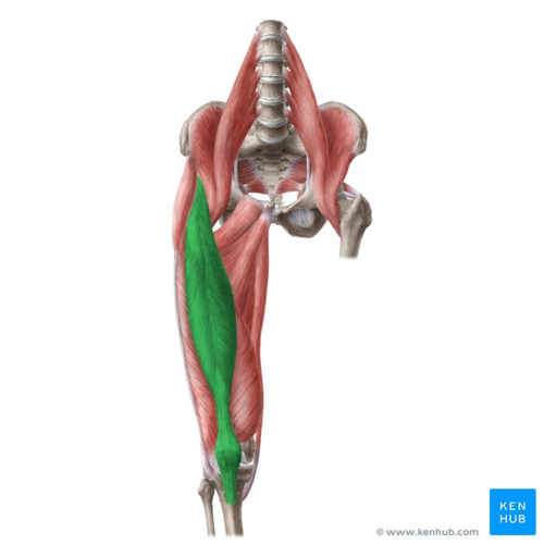 <p>A muscle that flexes the thigh and extends the leg, situated on the front of the thigh as part of the quadriceps.</p>