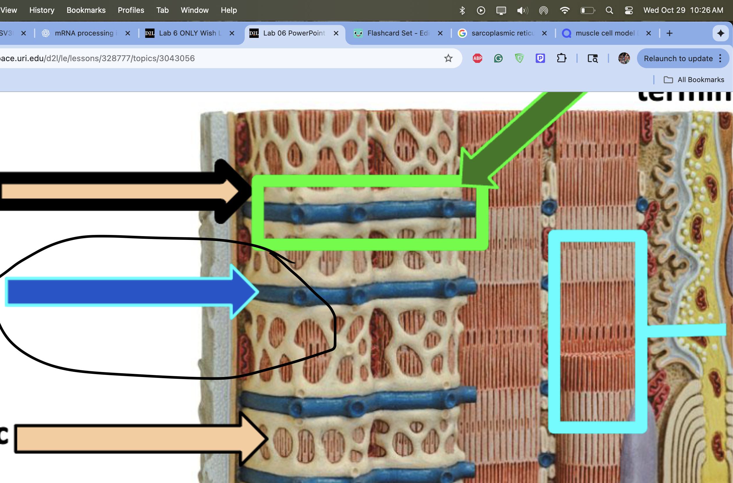 knowt flashcard image