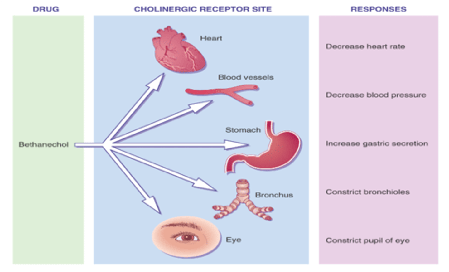 <p>work on certain receptors but those receptors may be in different organs or tissues. (Ex/cholinergic receptors)</p>