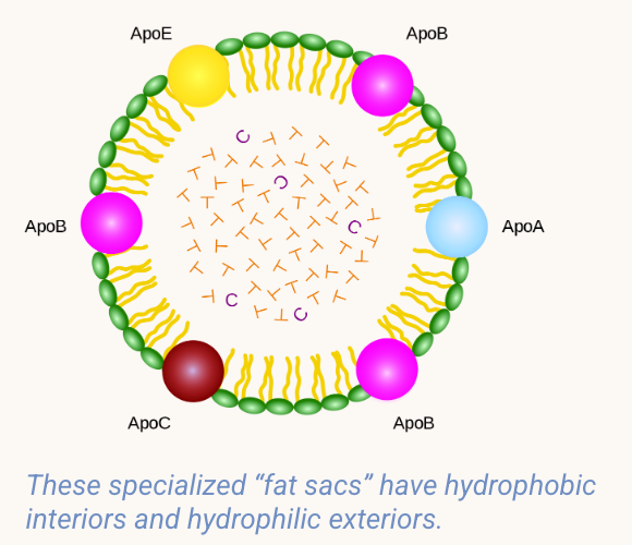 <p><span style="font-family: "Open Sans", sans-serif;"><span>Hydrophobic (“water-fearing”) substances are also essential to life, but because they cannot dissolve in water, they have evolved unique methods of transport.</span></span></p><p><span style="font-family: "Open Sans", sans-serif;"><span>The following molecules must be transported by </span><strong><span>special lipo-protein</span></strong><span> packages:&nbsp;</span></span></p><ul><li><p><span style="font-family: "Open Sans", sans-serif;"><span>cholesterol</span></span></p></li><li><p><span style="font-family: "Open Sans", sans-serif;"><span>fats</span></span></p></li></ul><p><span style="font-family: "Open Sans", sans-serif;"><span>oxygen </span><em><span>(must bind to hemoglobin in red blood cells)</span></em></span></p>