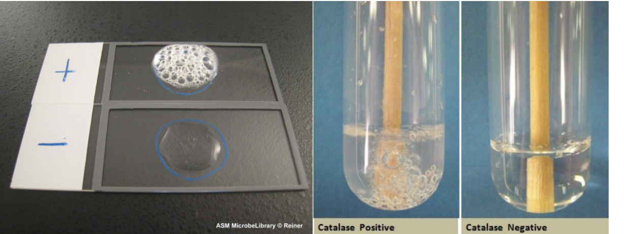 <p>What test is this?</p>