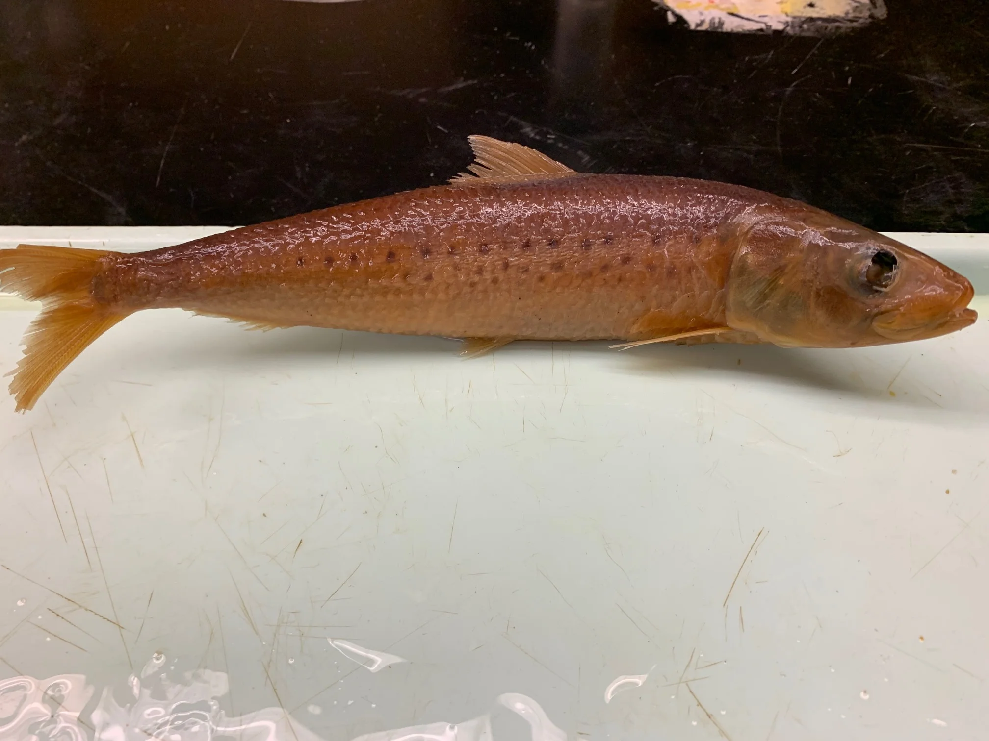 <p>What fish is this?</p>