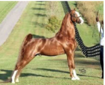 <p>What breed is this?</p>