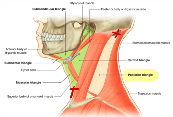 SCM, Trap, Clavicle 

\
The boundaries of the posterior triangle are as follows:


1. Anterior boundary - the posterior border of SCM
2. Posterior boundary - the anterior border of trapezius 
3. Inferior boundary - the superior border of the middle third of the clavicle. 

*The important visceral structures of the neck are found in the anterior triangle. The posterior triangle will not be discusses in detail*