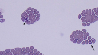 <p>dogs and ruminants </p>