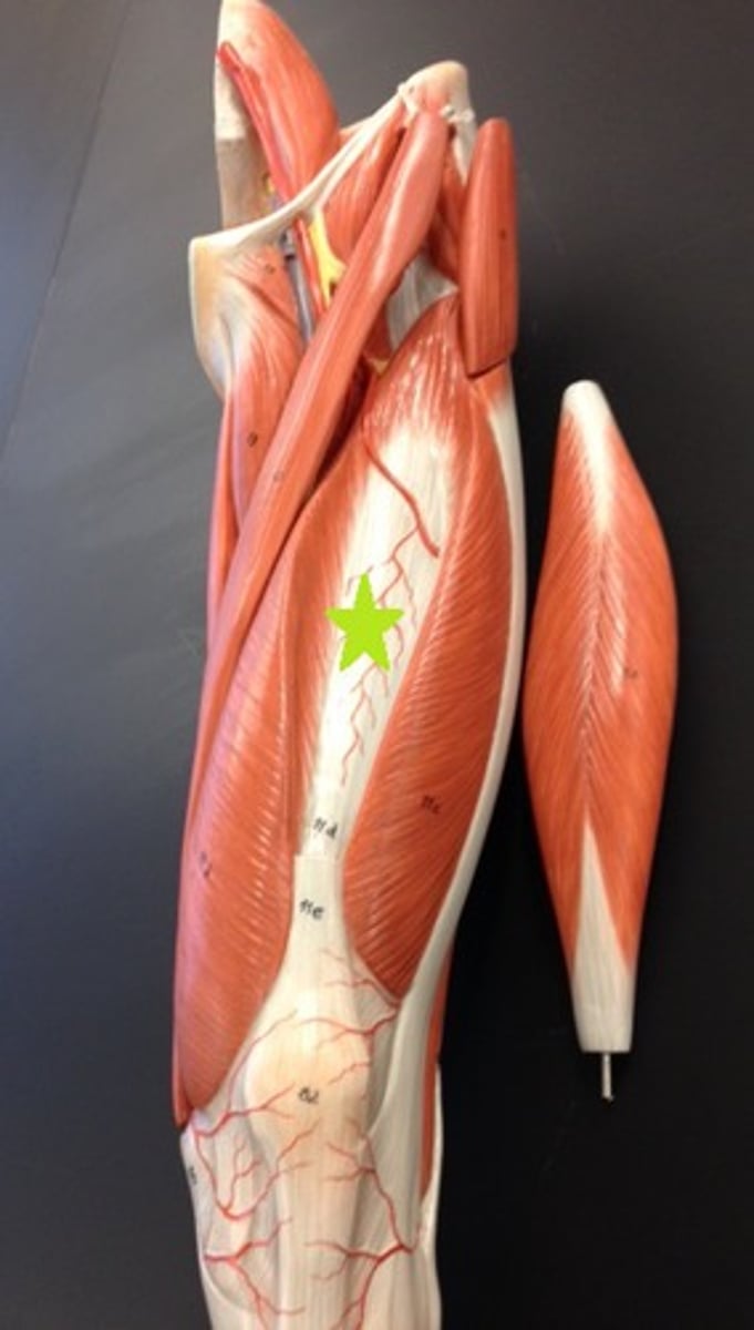 <p>origin: femur<br>insertion: tibial tuberosity<br>action: extension at knee</p>