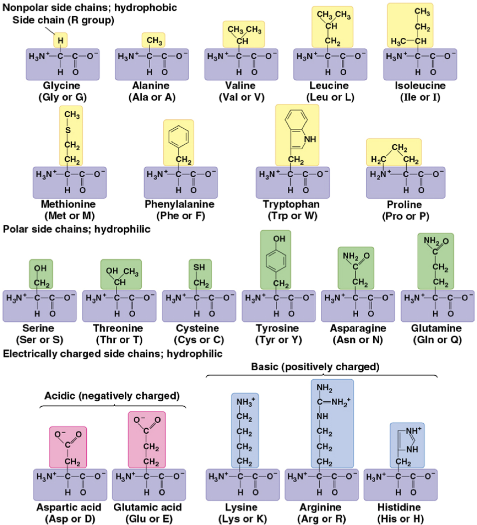 <ul><li><p><strong>Polar</strong> - <span>contain atoms like oxygen or nitrogen in functional groups (e.g., -OH, -NH2, -CONH2), making them hydrophilic and able to form hydrogen bonds with water and other polar molecules</span></p></li><li><p><span><strong>Nonpolar</strong>&nbsp;-&nbsp;consist mainly of carbon-hydrogen (CH) bonds, making them hydrophobic and tending to cluster away from water</span></p></li></ul><p></p>